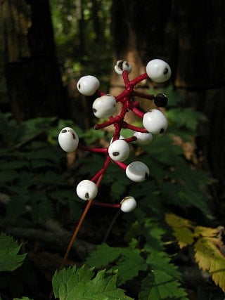 White Baneberry (Doll's Eyes): Care & Growing Guide