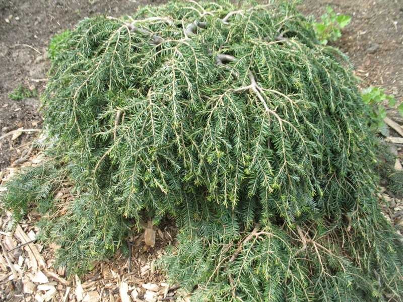 CANADIAN HEMLOCK 'COLE'S PROSTRATE' - Tsuga canadensis 'Cole's ...