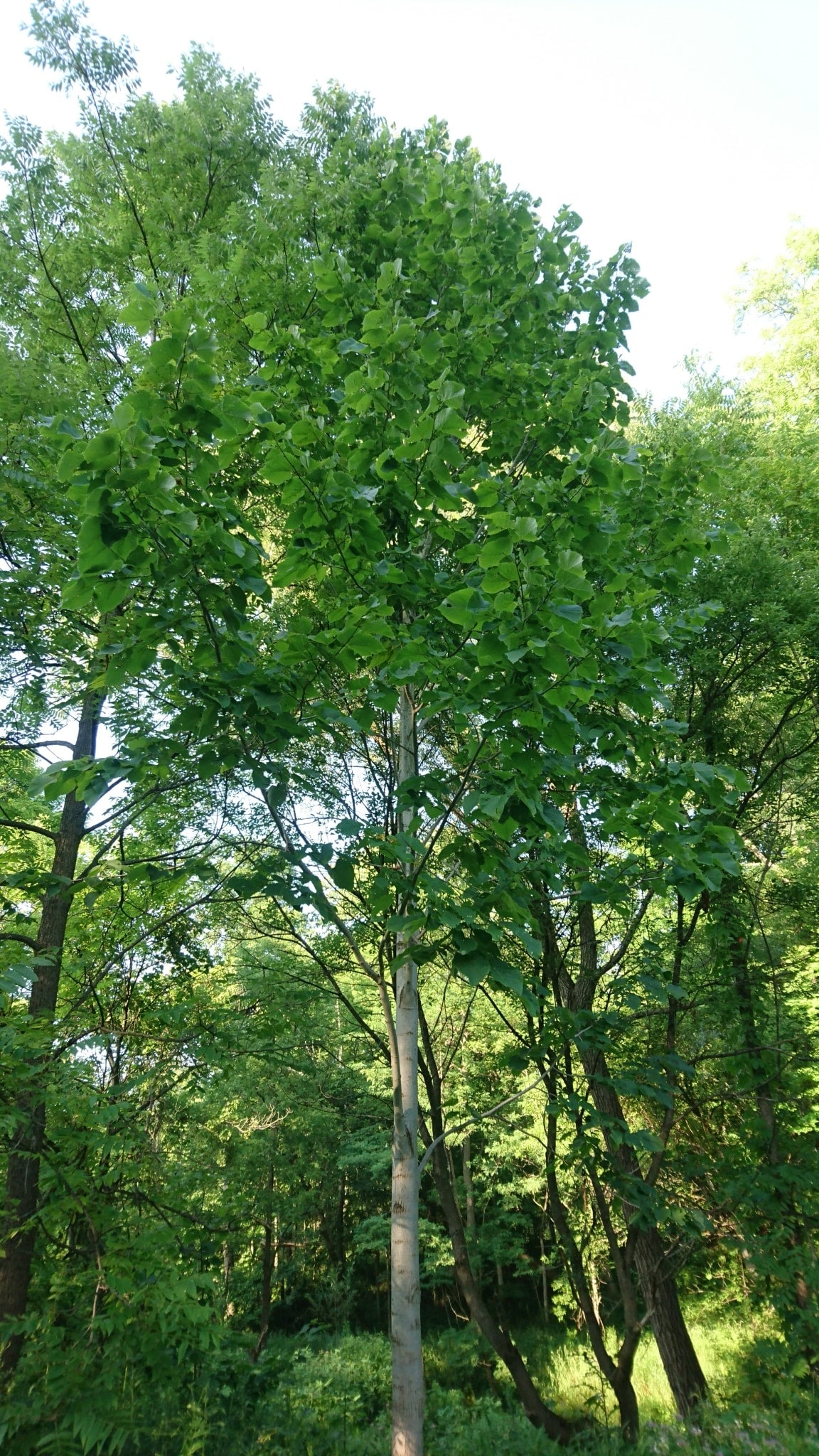 Tilia americana (Basswood/Linden) - Qt Super Plugs - GreenTec Nursery