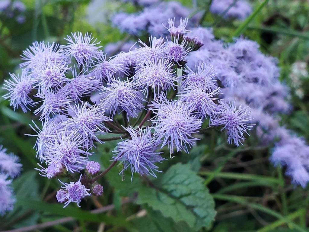 BLUE MIST FLOWER - Conoclinium coelestinium | Schuylkill Center for ...