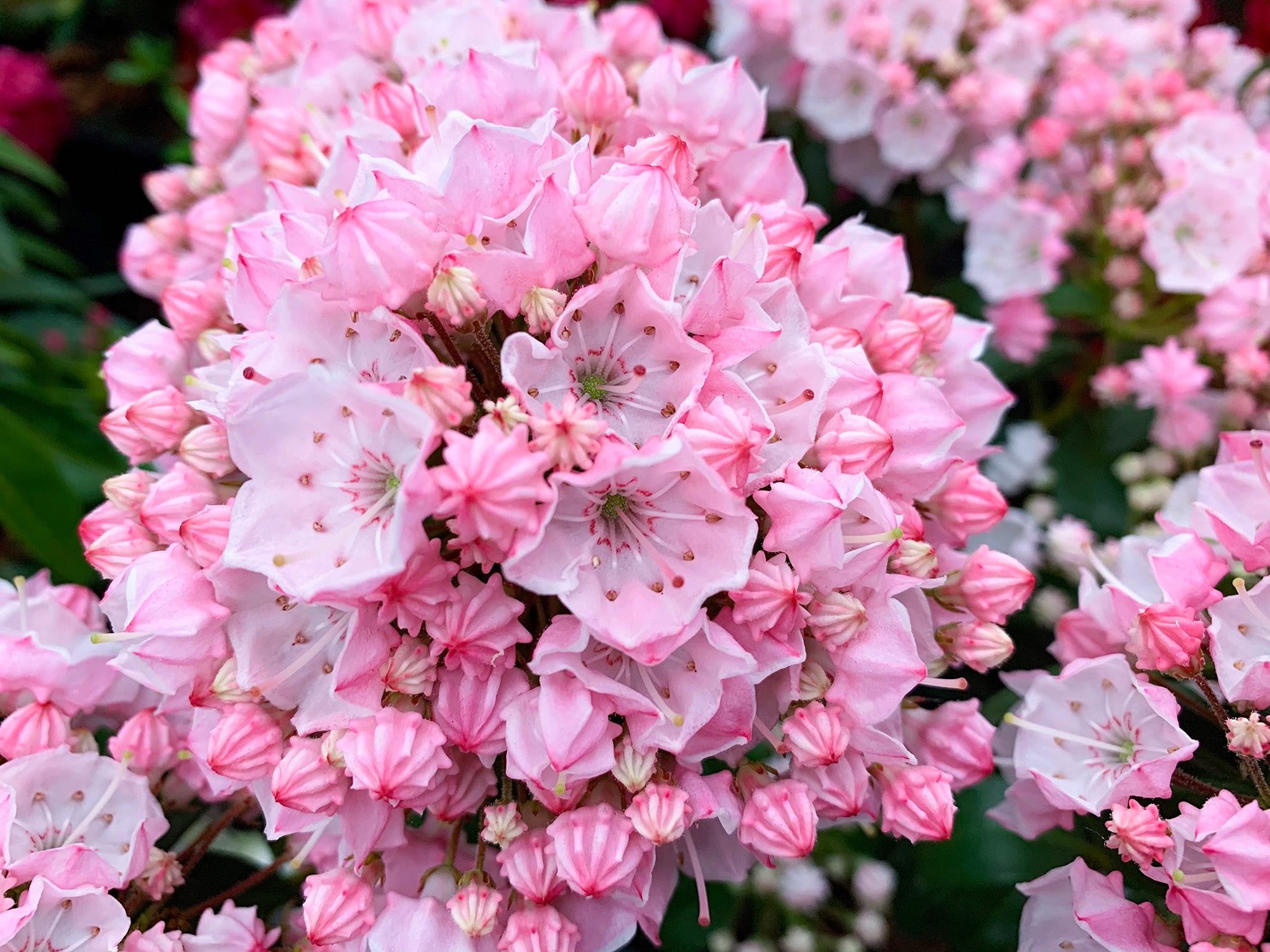 MOUNTAIN LAUREL TIDDLYWINKS Kalmia Latifolia Tiddlywinks mountain-laurel-tiddlywinks-kalmia-latifolia-tiddlywinks