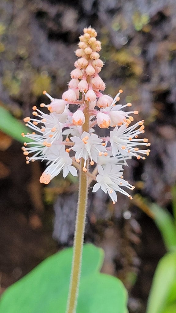 FOAMFLOWER 'RUNNING TAPESTRY' Tiarella cordifolia 'Running Tapestry
